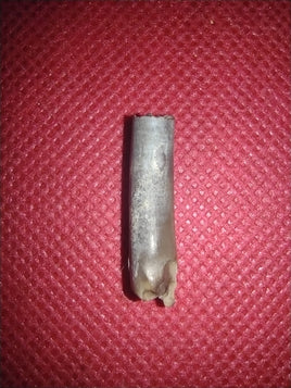Nigersaurus Tooth, Sauropod