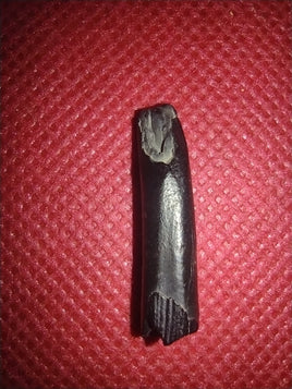 Nigersaurus Tooth, Sauropod