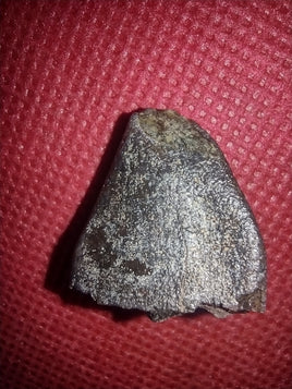 Jobaria Tooth, Mid Jurassic of Africa