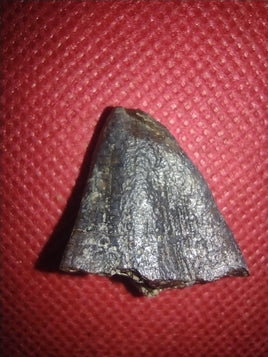 Jobaria Tooth, Mid Jurassic of Africa