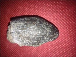 Jobaria Tooth, Mid Jurassic of Africa
