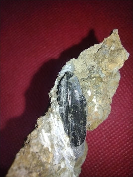 Hypacrosaurus Tooth, Two Medicine Formation
