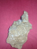 Hypacrosaurus Tooth, Two Medicine Formation