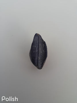 Hadrosaur Tooth, Judith River Formation