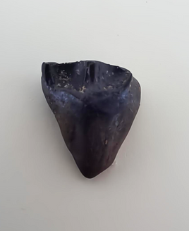 Ceratopsian Tooth, Judith River Formation