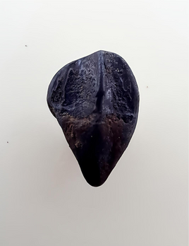 Ceratopsian Tooth, Judith River Formation