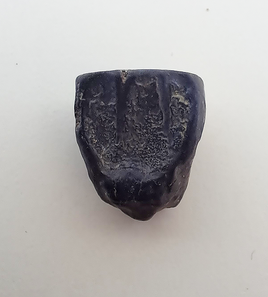 Ceratopsian Tooth, Judith River Formation