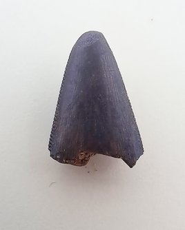 Tyrannosaur Tooth Tip, Judith River Formation