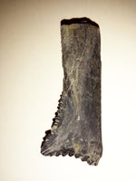 Edestus Shark Tooth