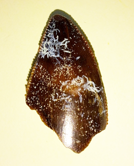 Majungasaurus Tooth
