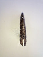 Rooted Theropod Tooth, Morrison Formation