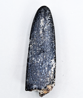 Diplodocus Tooth, Morrison Formation