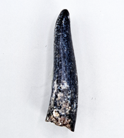 Diplodocus Tooth, Morrison Formation