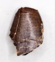 Torvosaurus Tooth, Morrison Formation