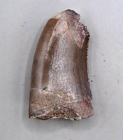 Marshosaurus Tooth, Morrison Formation