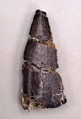 Ceratosaurus? Tooth, Morrison Formation