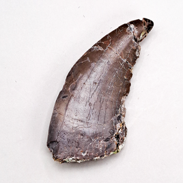 Torvosaurus Tooth, Morrison Formation
