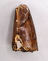 Dimetrodon Tooth, Permian