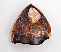 Dimetrodon Tooth, Permian