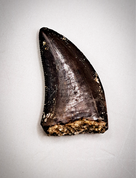 Nanotyrannus Tooth, Hell Creek Formation