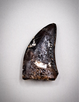 Nanotyrannus Tooth, Hell Creek Formation