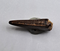 Nanotyrannus or Dakotaraptor Tooth, Hell Creek Formation