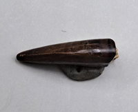 Nanotyrannus or Dakotaraptor Tooth, Hell Creek Formation