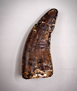 Nanotyrannus Tooth, Hell Creek Formation