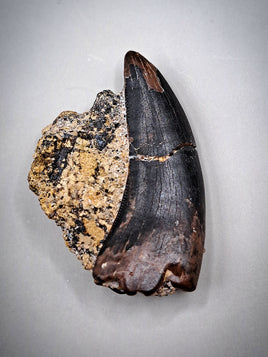 Nanotyrannus Tooth, Hell Creek Formation