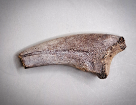 Raptor Claw, Hell Creek Formation