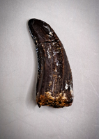 Tyrannosaurus Rex Tooth