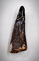 Tyrannosaurus Rex Tooth