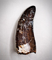 Tyrannosaurus Rex Tooth