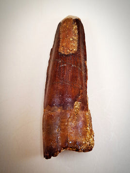 Spinosaurus Tooth