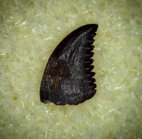 Troodon Tooth, Hell Creek Formation