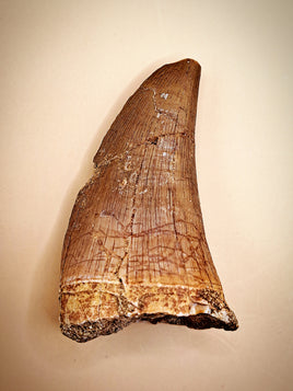Hainosaurus Tooth, Morroco (Mosasaur)