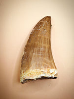 Hainosaurus Tooth, Morroco (Mosasaur)