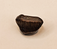 Pachycephalosaurus Tooth
