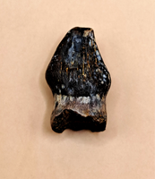 Pachycephalosaurus Pre-Max Tooth