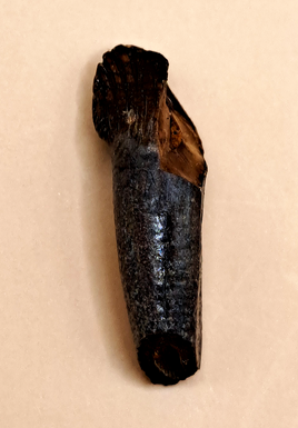 Pachycephalosaurus Rooted Tooth