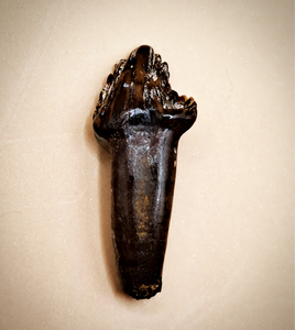 Pachycephalosaurus Rooted Tooth