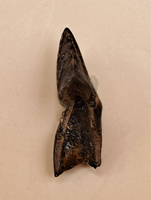 Pachycephalosaurus Rooted Tooth