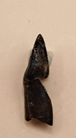 Pachycephalosaurus Rooted Tooth