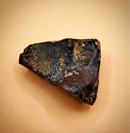 Triceratops Tooth