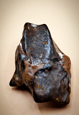 Triceratops Tooth