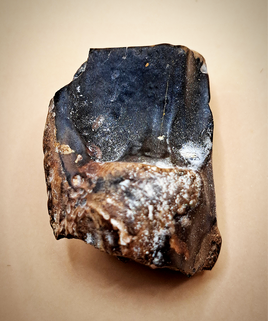 Triceratops Tooth