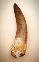 Plesiosaur (Zarafasaura) Tooth