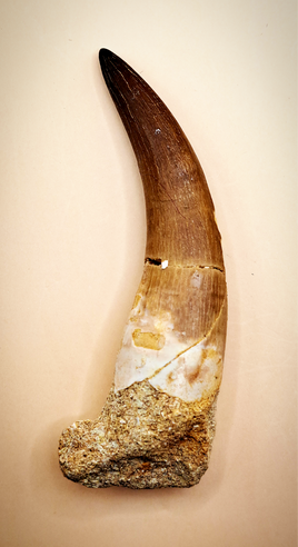 Plesiosaur (Zarafasaura) Tooth