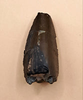 Pre-Maxillary Allosaurus Tooth from the Morrison Formation