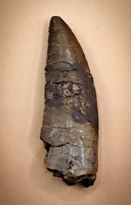 Megalosaurid (Torvosaurus?) Tooth from the Morrison Formation